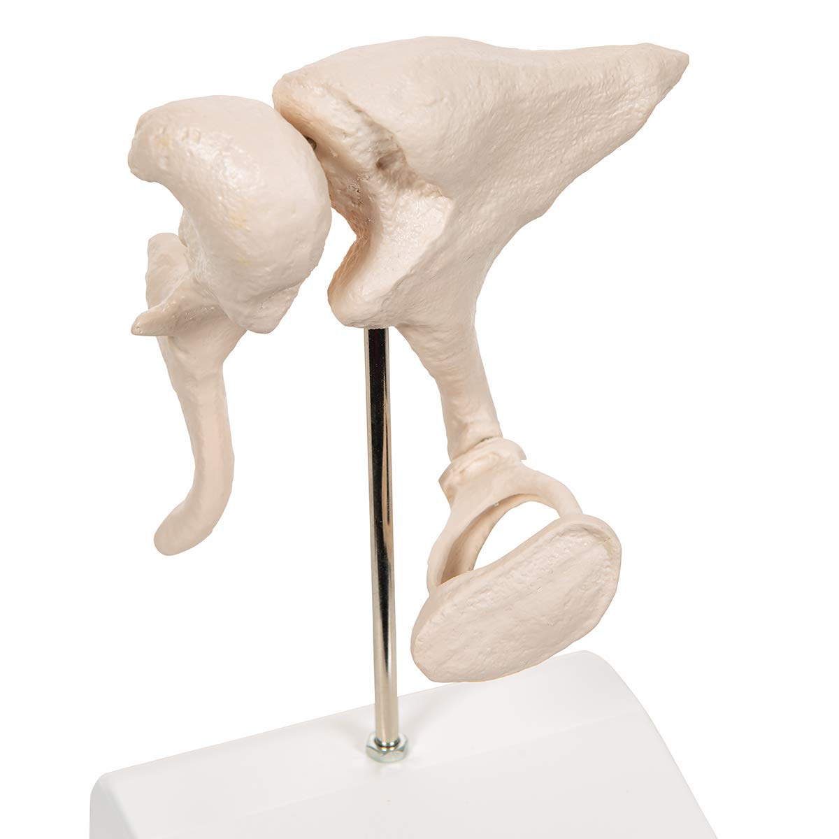3b-scientific-3b-smart-anatomy-a101-geh-rkn-chelchen-modell-20-fach-vergr-ert image 8