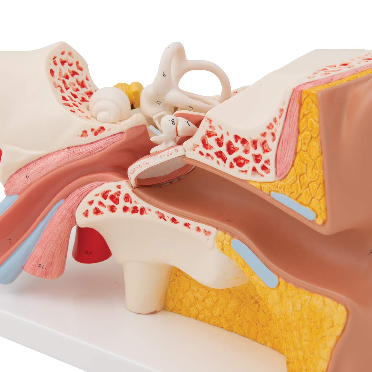 3b-scientific-ohrmodell-3-fache-gr-e-4-teilig-anatomiemodell-mit-smart-anatomy-a image 8