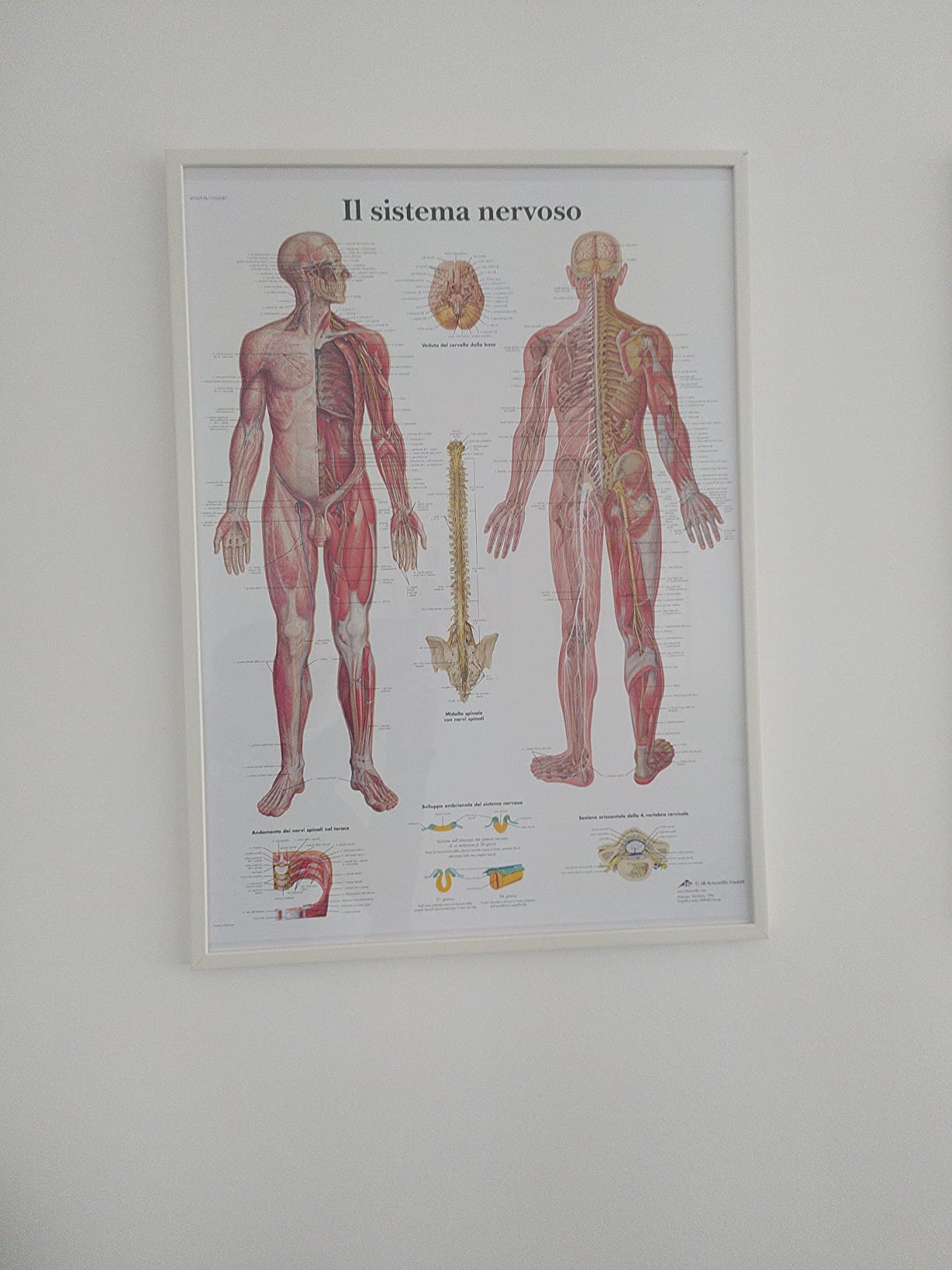Perfetta per l'ambulatorio