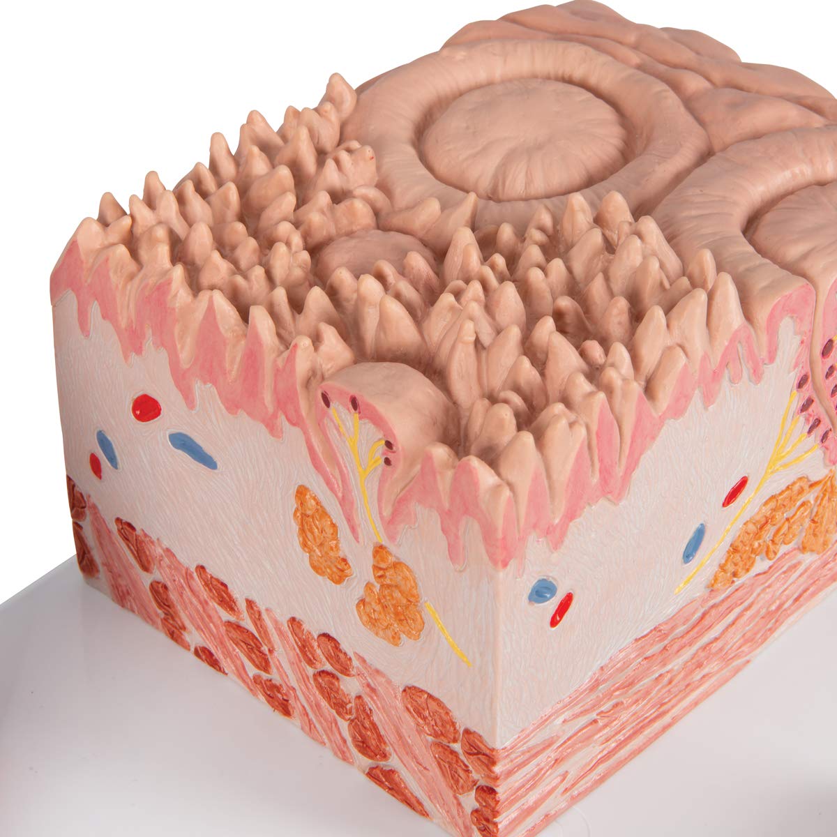 3b-scientific-microanatomy-zunge-modell-mit-3b-smart-anatomy-app image 7