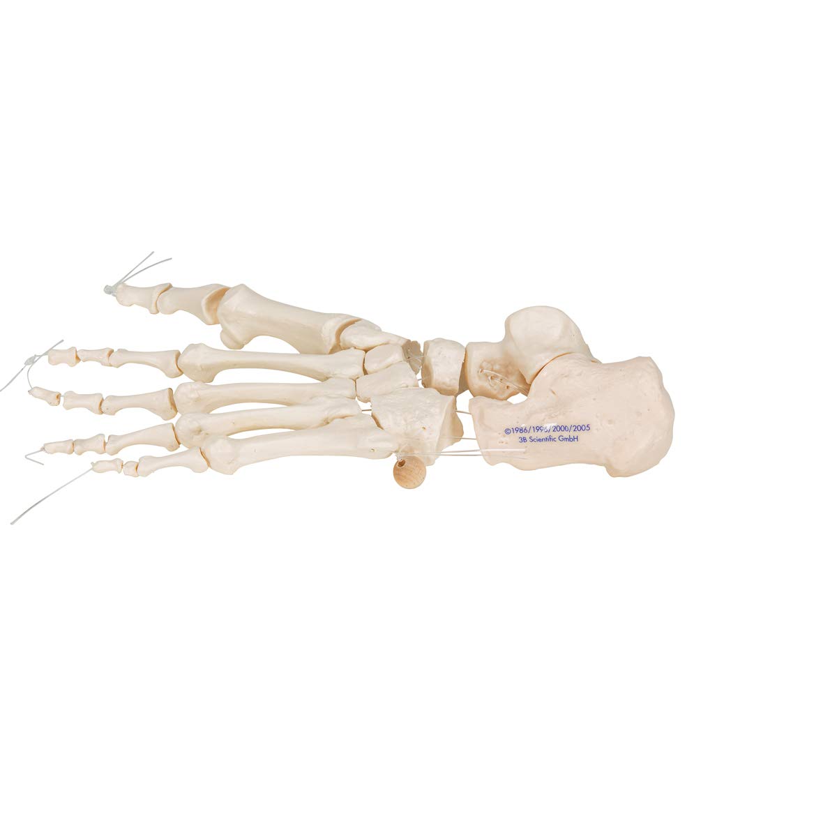 3b-scientific-fu-skelett-modell-lose-fu-knochen-auf-nylonschnur-aus-pvc image 5