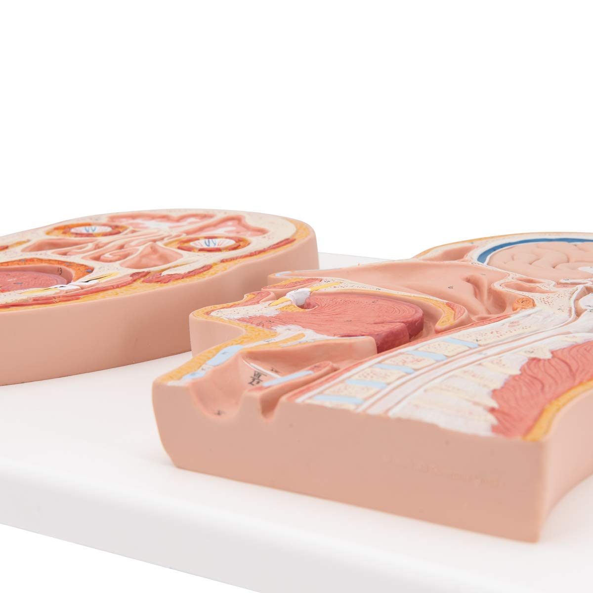 3b-scientific-kopfmodell-lebensgro-median-frontalschnitt-mit-gehirn-smart-anatom image 3