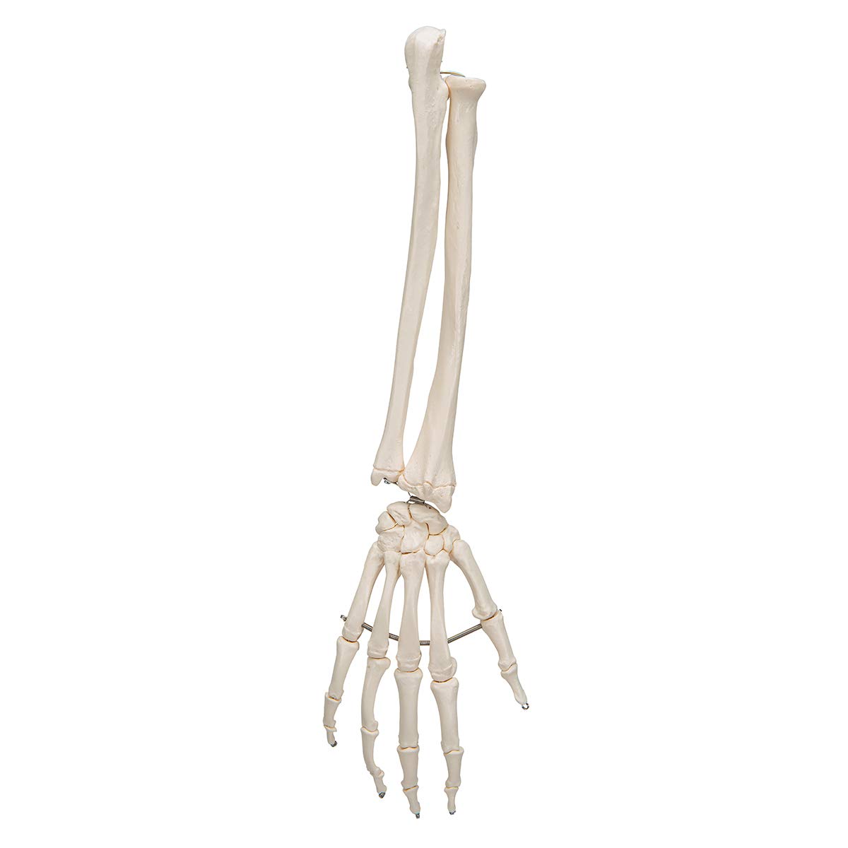 3b-scientific-handskelett-mit-unterarm-lebensgro-auf-draht-smart-anatomy-app image 7