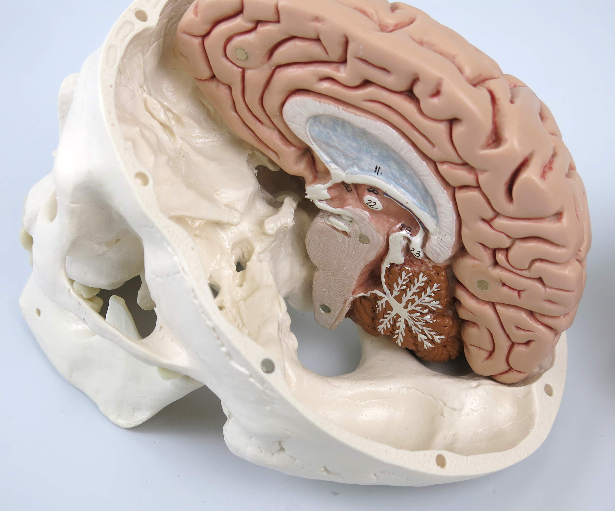 3b-scientific-klassisches-sch-del-modell-mit-montage-8-teiligem-gehirn image 3