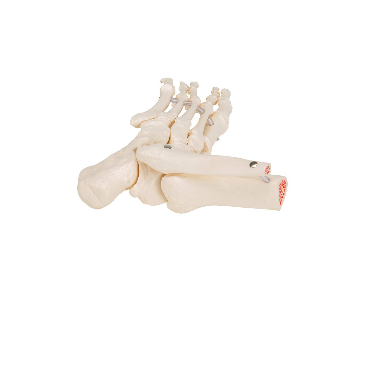 3b-scientific-fu-und-kn-chelskelett-lose-mit-bungee-smart-anatomy image 6