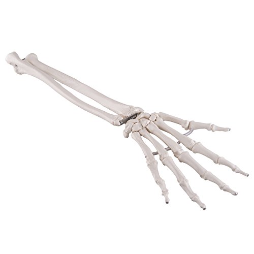 3b-scientific-hand-skelettmodell-mit-unterarm-elastisch-montiert-pvc-smart-anato image 2