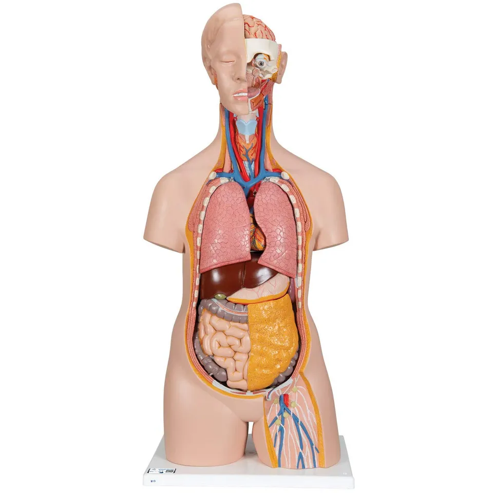 3b-scientific-klassik-torso-b13-geschlechtslos-14-teilig-menschlicher-torso-mit- image 1