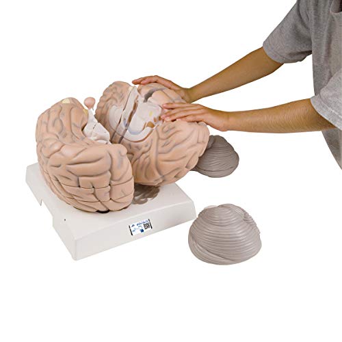 3b-scientific-mega-gehirnmodell-2-5-fach-14-teilig-smart-anatomy-app image 3