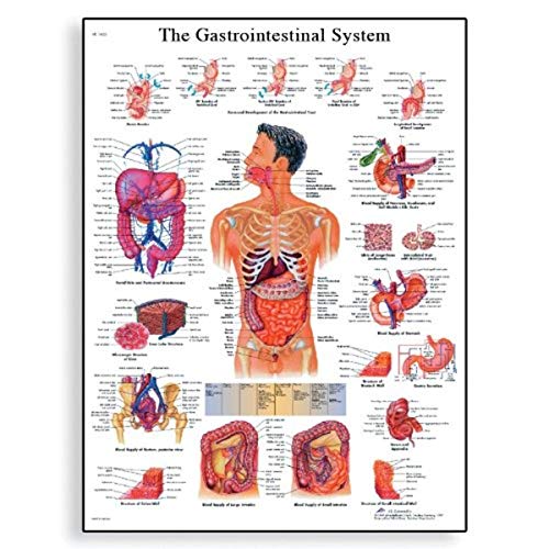 3b-scientific-lehrposter-das-verdauungssystem-50-x-67-cm-glanzpapier image 3