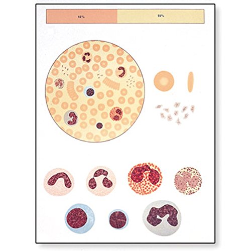 3b-scientific-lehrtafel-das-blut-i-zusammensetzung-poster-84x200-cm image 3