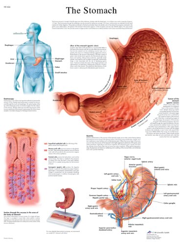 3b-scientific-magendiagramm-human-anatomy-laminierte-englische-version-50-x-67-c image 4