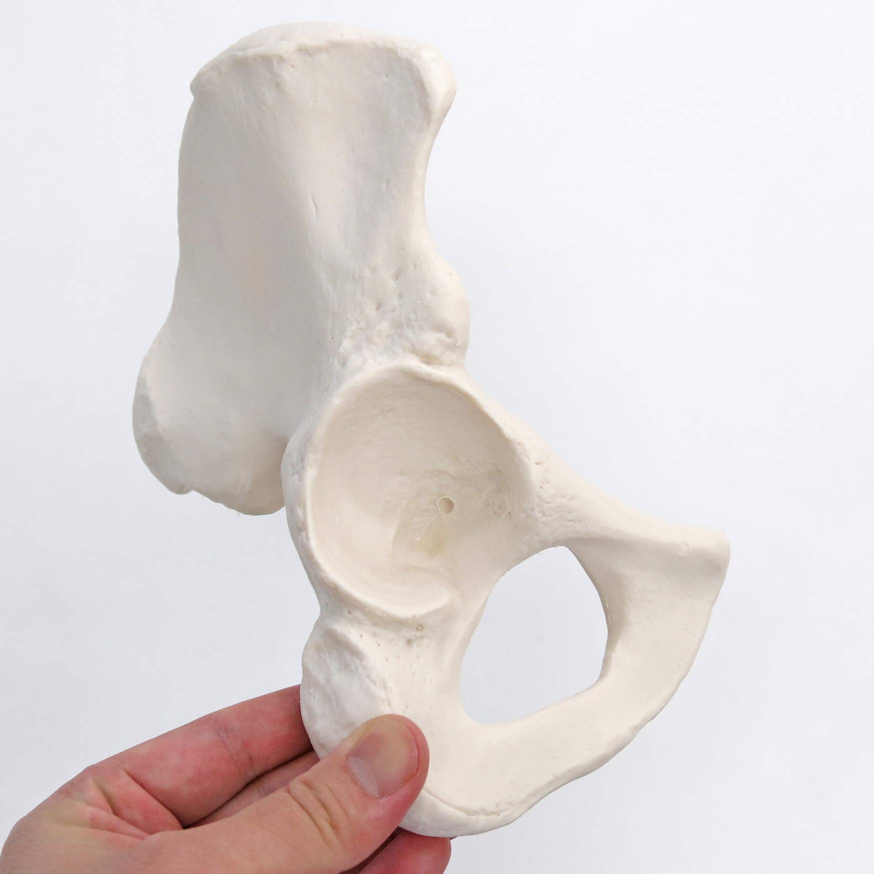 3b-scientific-h-ftbein-knochenmodell-in-originalgr-e-smart-anatomy-app image 4