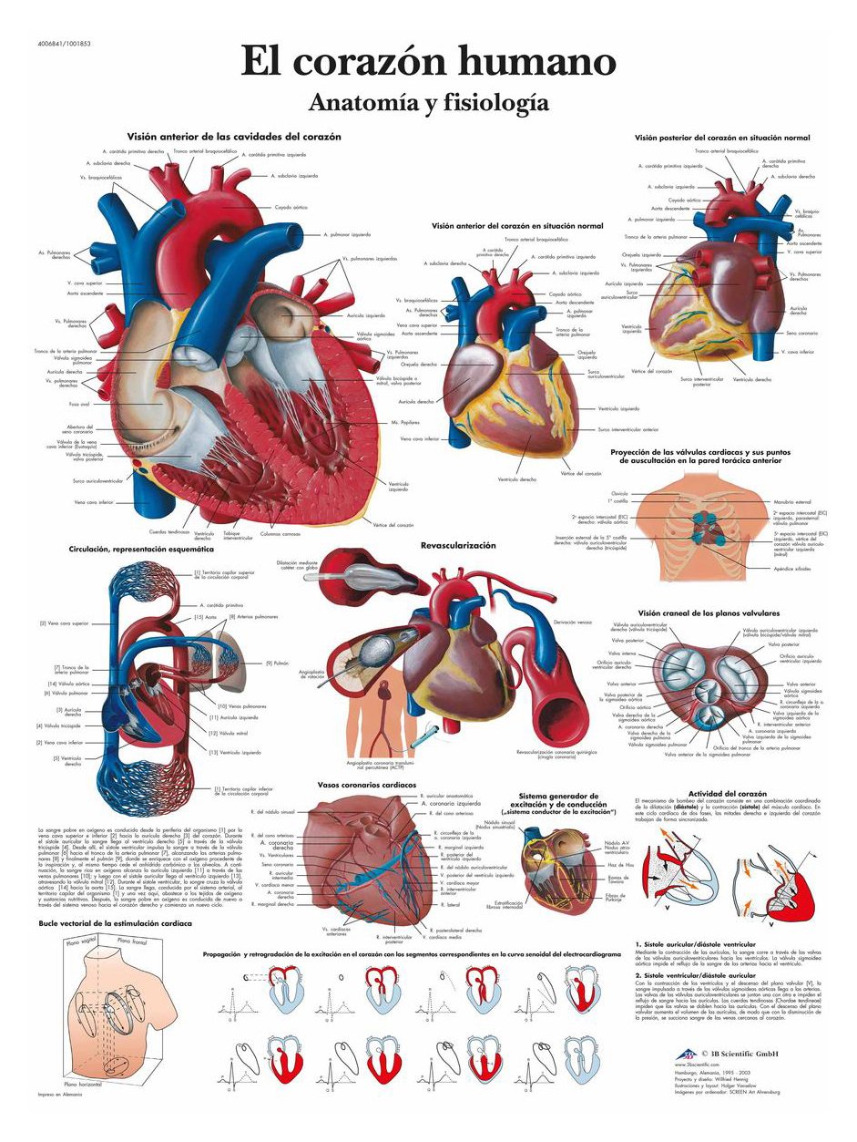 3b-scientific-lehrtafel-das-menschliche-herz-anatomie-poster-50-x-67-cm image 2