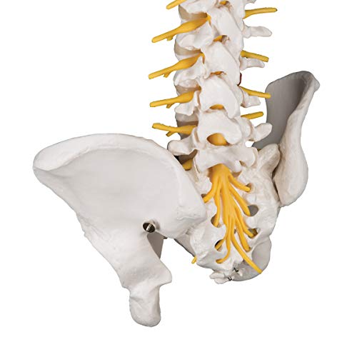 3b-scientific-flexible-luxus-wirbels-ule-ohne-stativ-mit-bandscheibenvorfall-l3- image 8
