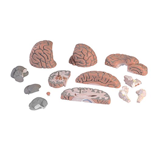 3b-scientific-mega-gehirnmodell-2-5-fach-14-teilig-smart-anatomy-app image 4