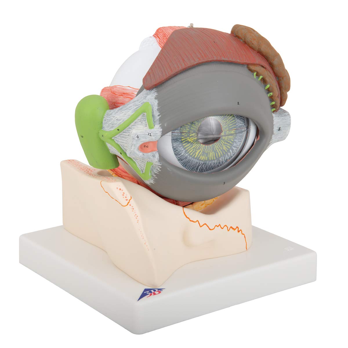 3b-scientific-auge-5-fache-gr-e-8-teilig-auf-augenh-hle-f12-smart-anatomy image 2