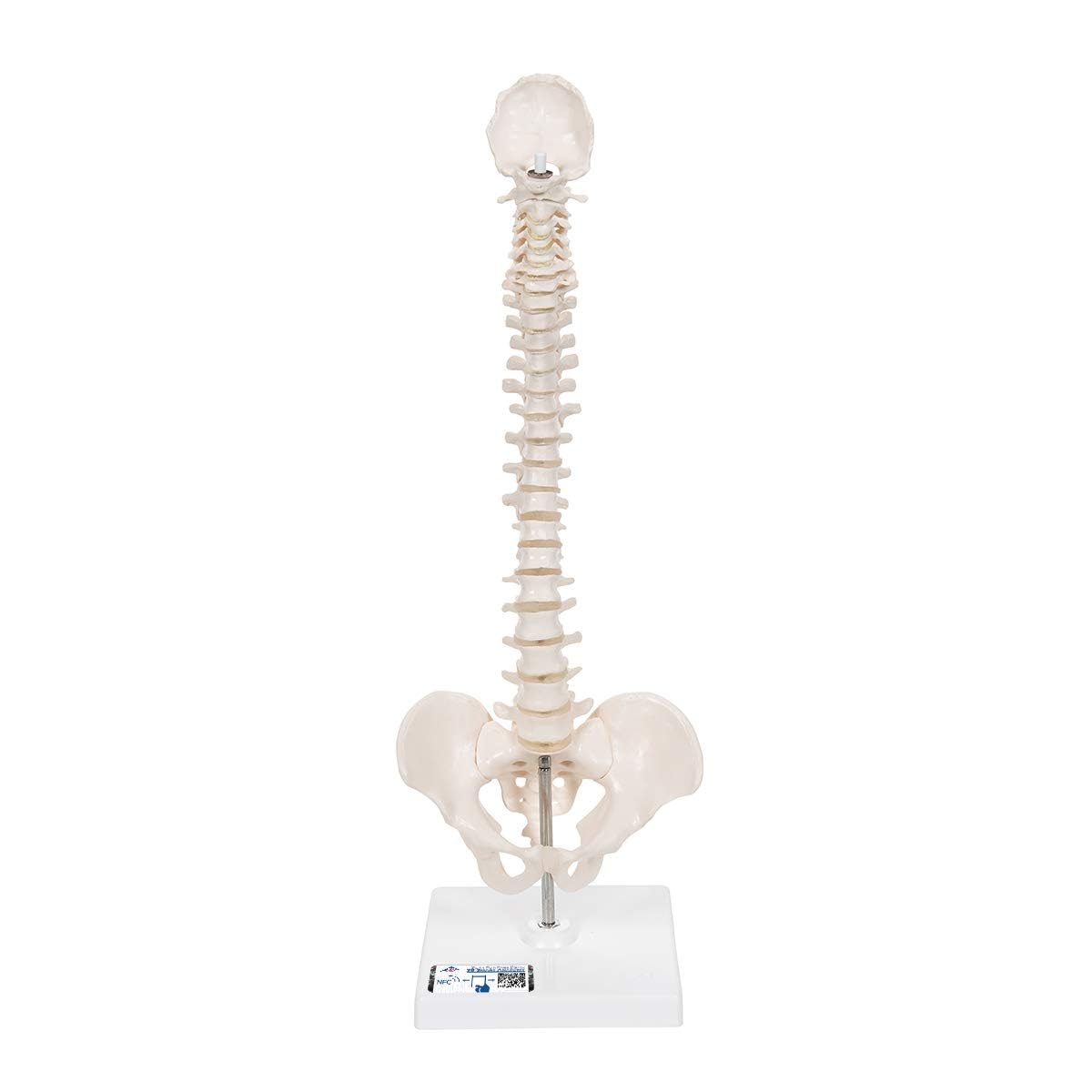 3b-scientific-mini-wirbels-ulenmodell-mit-becken-auf-stativ-flexibel-pvc image 1
