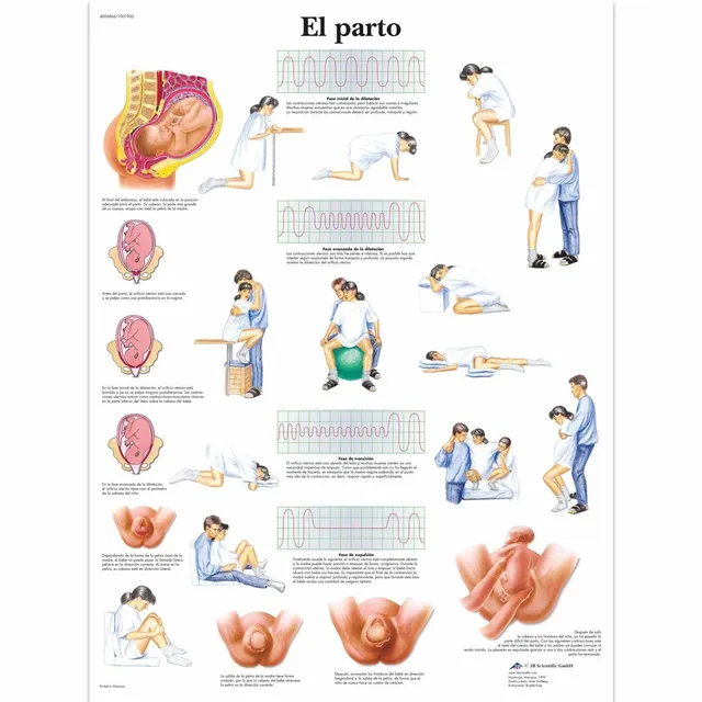 3b-scientific-geburt-lehrtafel-papier-geburt-50-x-67-cm image 1