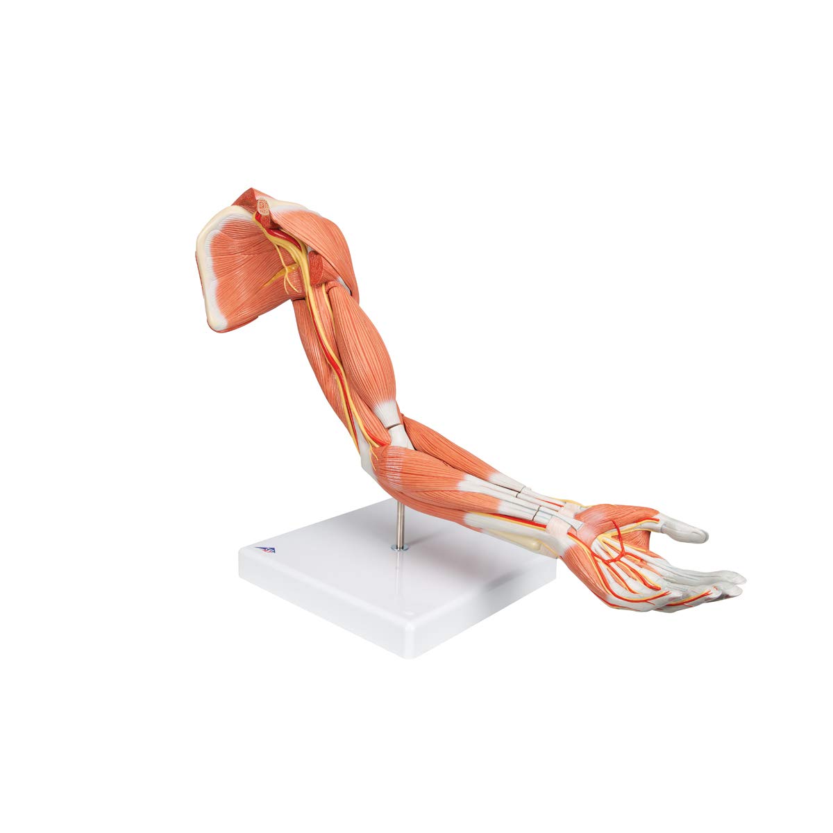 3b-scientific-armmuskel-modell-6-teilig-arm-und-schultermodell-mit-abnehmbaren-m image 5