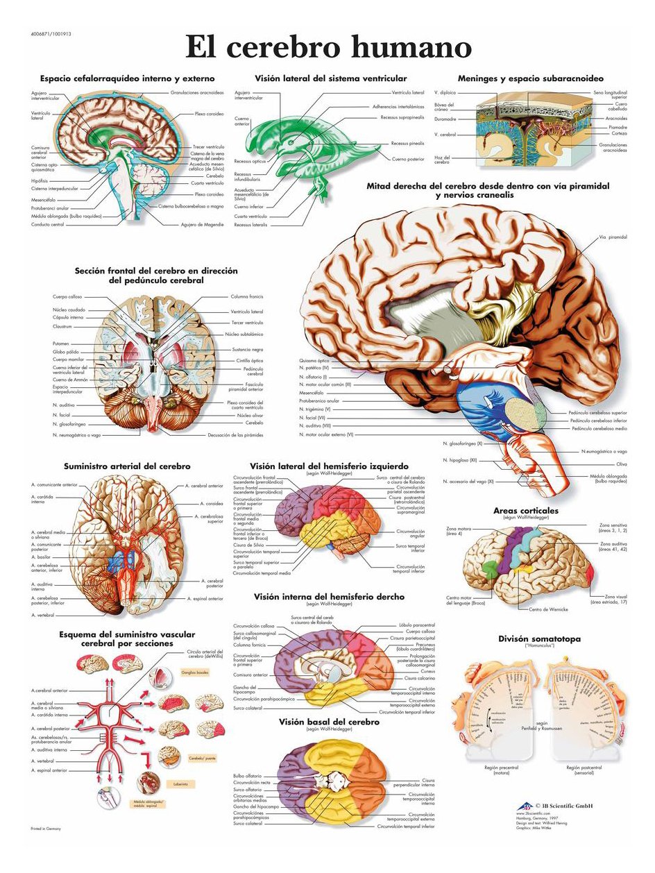 3b-scientific-anatomietafel-menschliches-gehirn-spanisch-papierposter image 2