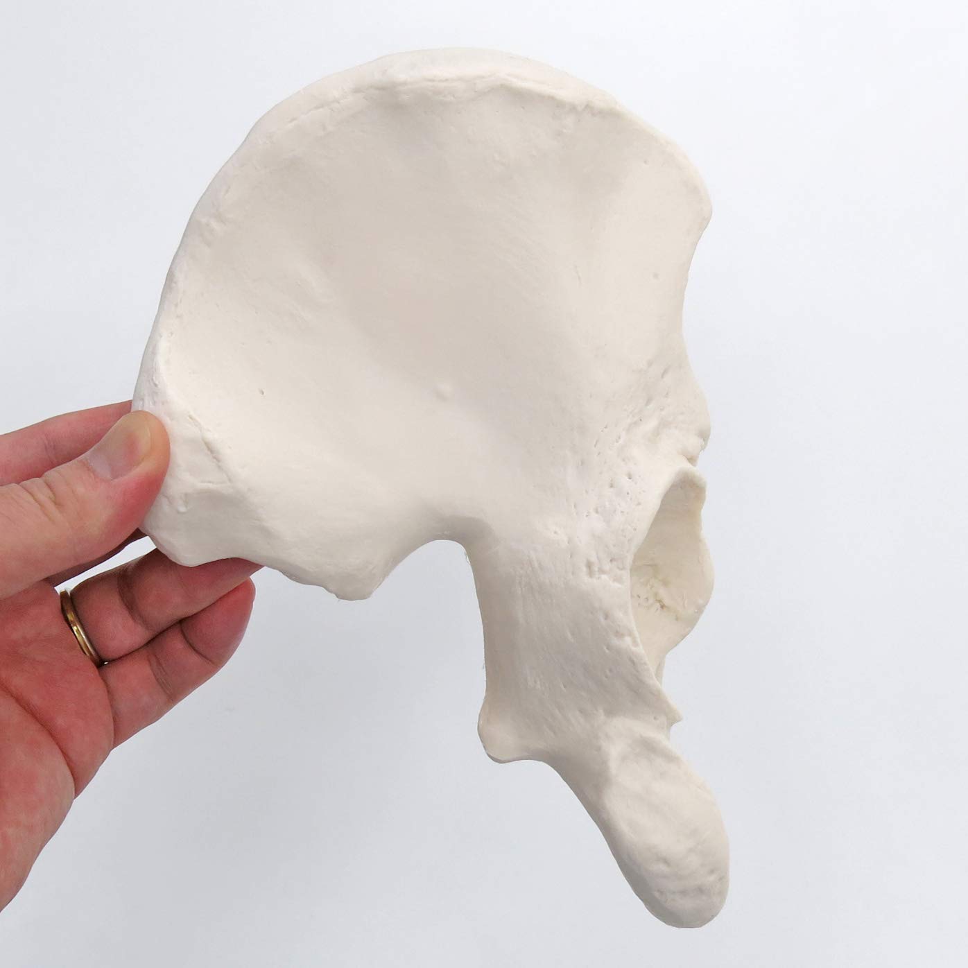 3b-scientific-h-ftbein-knochenmodell-in-originalgr-e-smart-anatomy-app image 3
