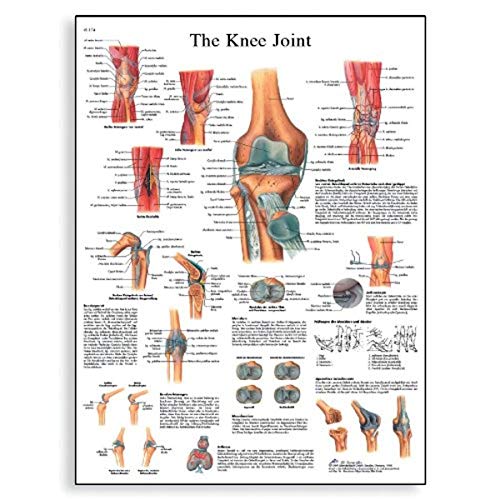 3b-scientific-vr1174uu-poster-knee-joint-kniegelenk-papier-50x67-cm-englisch image 3