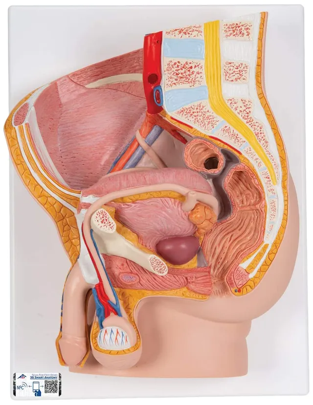 3b-scientific-m-nnliches-beckenmodell-2-teilig-pvc-smart-anatomy-app image 1