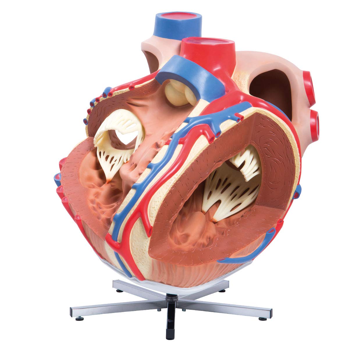 3b-scientific-riesen-herzmodell-8-fach-vergr-ert-zerlegbar-pvc-smart-anatomy-app image 2