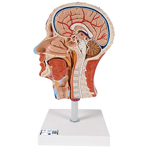 3b-scientific-halber-kopf-mit-muskulatur-lebensgro-es-sagittal-modell image 4