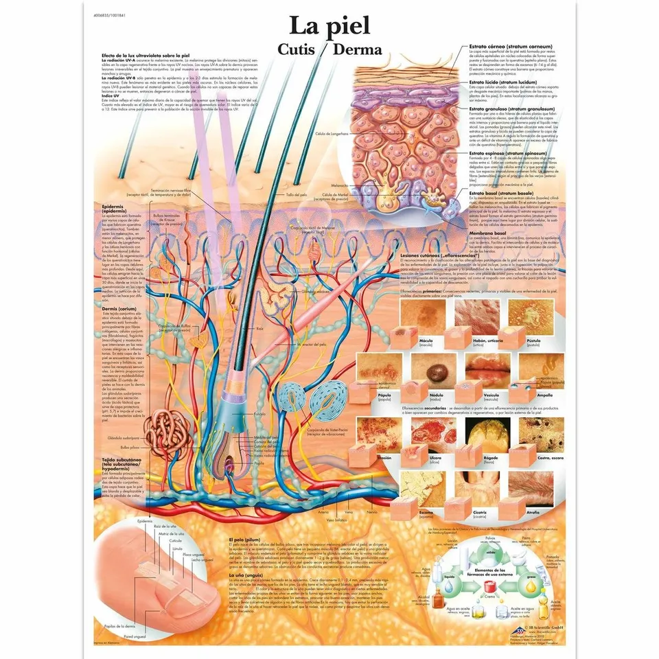 3b-scientific-vr3283l-haut-anatomieposter-la-piel-laminiert-50-x-67-cm image 1
