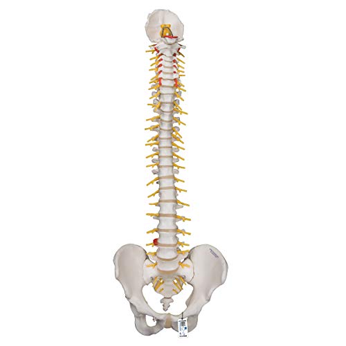 3b-scientific-flexible-luxus-wirbels-ule-ohne-stativ-mit-bandscheibenvorfall-l3- image 5