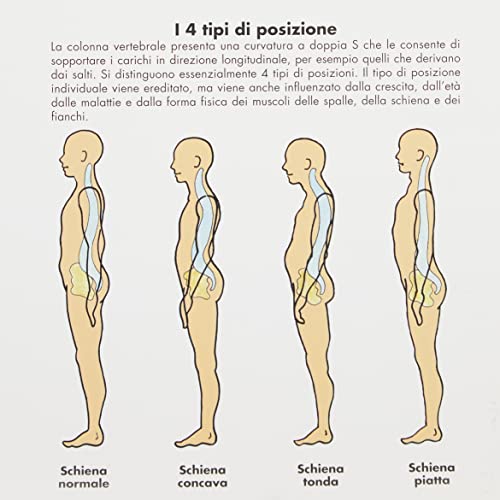 3b-scientific-wirbels-ule-und-wirbels-ulenpathologien-anatomietafel-papier image 6