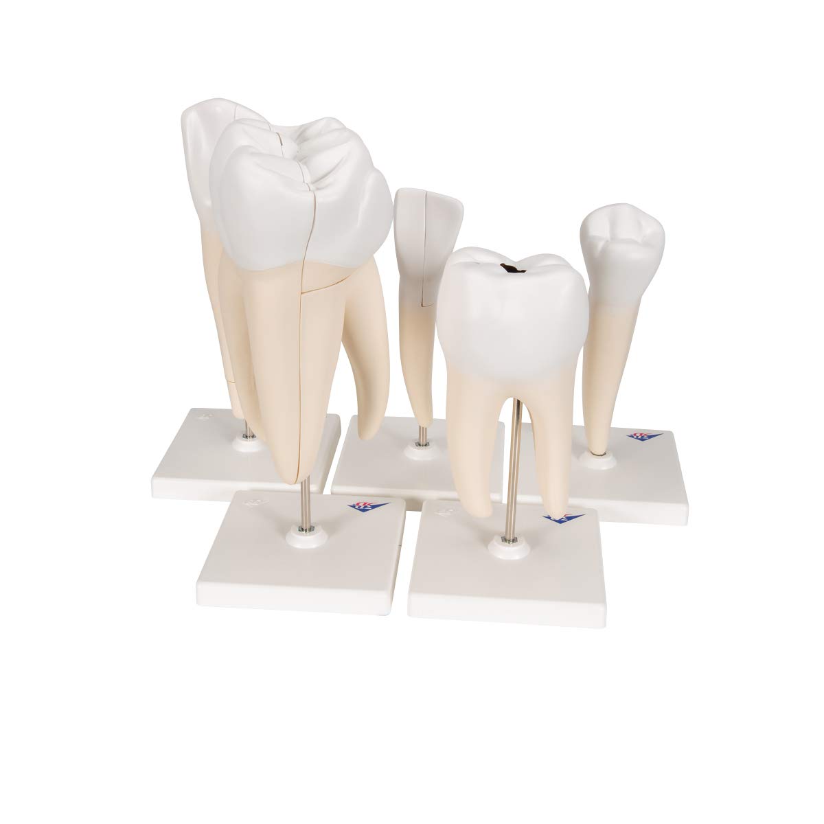 3b-scientific-zahnmodell-serie-set-5-vergr-erte-z-hne-pvc-mit-smart-anatomy-app image 2