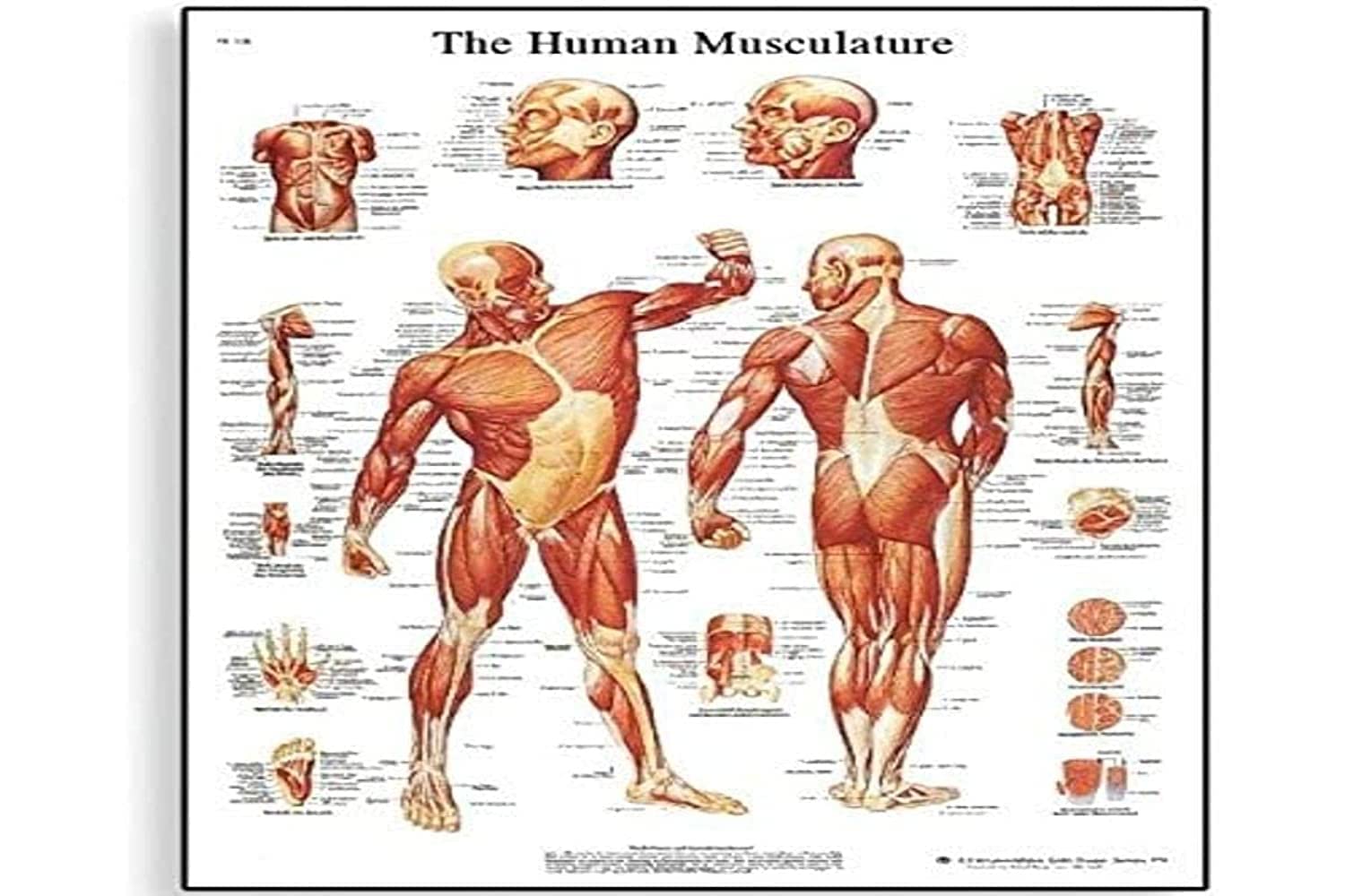 3b-scientific-diagramm-der-menschlichen-muskulatur-laminiertes-anatomieposter-50 image 2