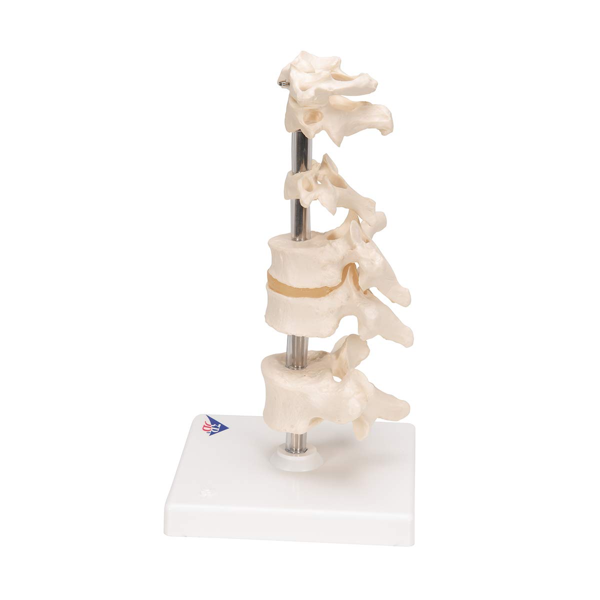 3b-scientific-6-modellwirbel-auf-stativ-22-cm-smart-anatomy-app image 5