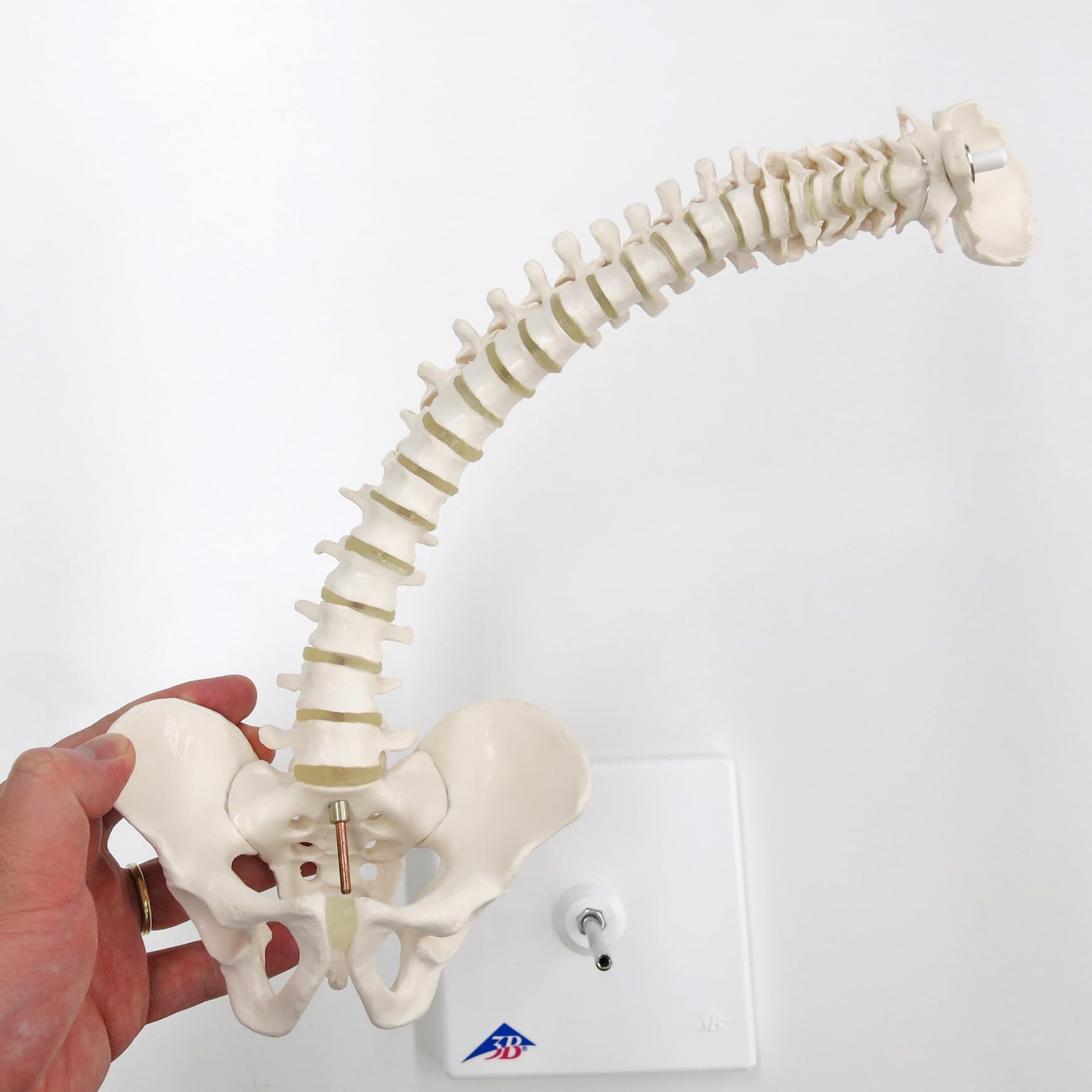 3b-scientific-mini-wirbels-ulenmodell-mit-becken-auf-stativ-flexibel-pvc image 3