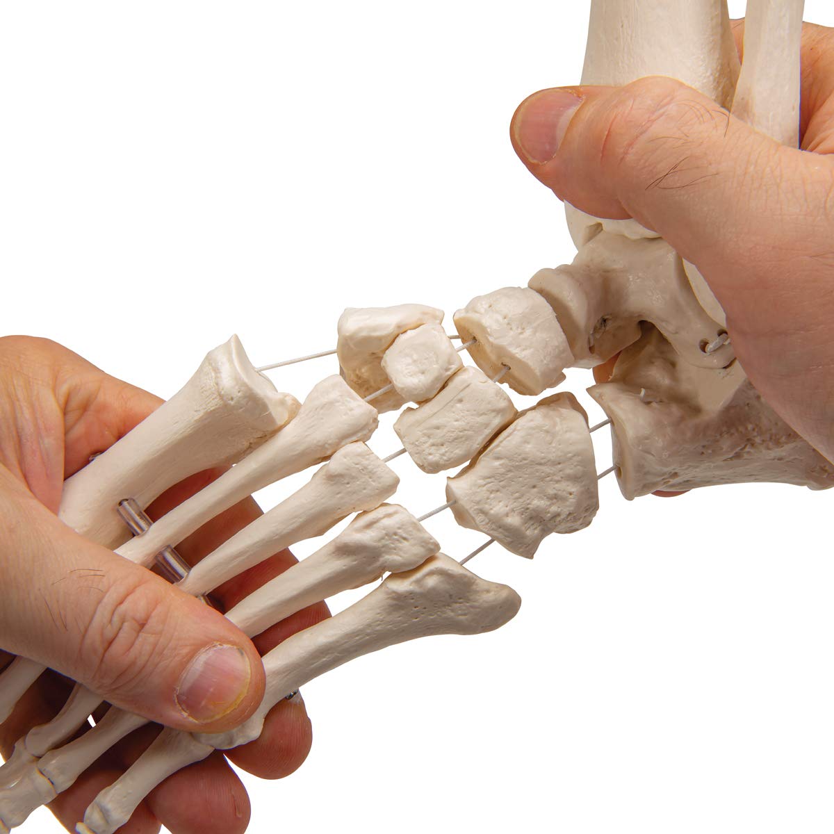 3b-scientific-fu-und-kn-chelskelett-lose-mit-bungee-smart-anatomy image 8