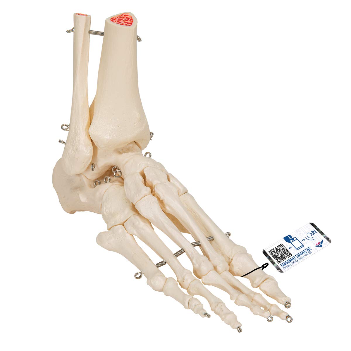 3b-scientific-a31-fu-und-sprunggelenk-skelettmodell-3b-smart-anatomy image 1