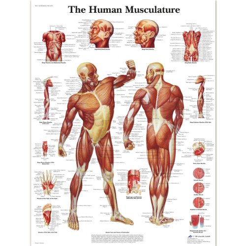 3b-scientific-diagramm-der-menschlichen-muskulatur-laminiertes-anatomieposter-50 image 3