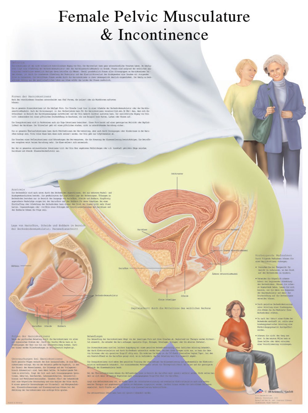 3b-scientific-human-anatomy-inkontinenz-bei-frauen-lehrtafel-papier-50-x-67-cm image 2