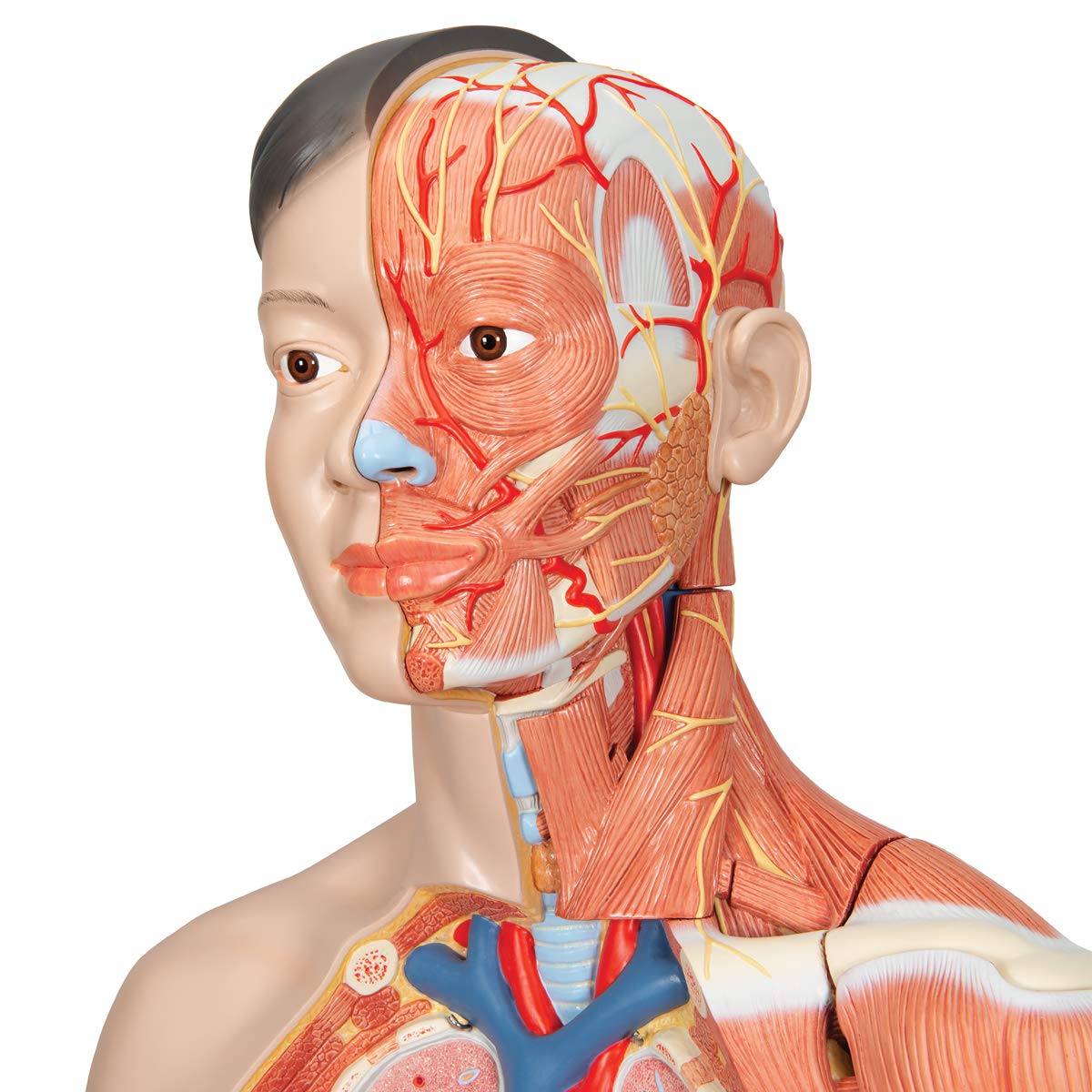 3b-scientific-muskelfigur-asiatisch-lebensgro-zweigeschlechtig-39-teilig-smart-a image 3