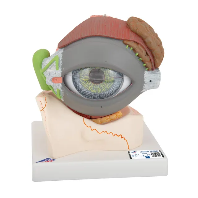 3b-scientific-auge-5-fache-gr-e-8-teilig-auf-augenh-hle-f12-smart-anatomy image 1