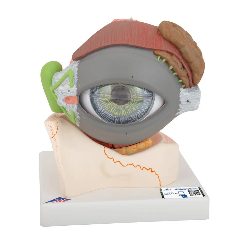 3b-scientific-auge-5-fache-gr-e-8-teilig-auf-augenh-hle-f12-smart-anatomy image 1