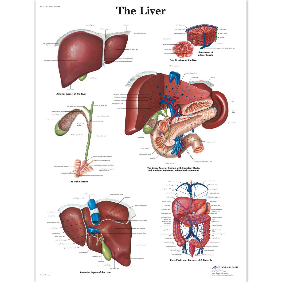 3b-scientific-leberdiagramm-menschliche-anatomie-vr1425uu-papierversion-lehrpost image 2