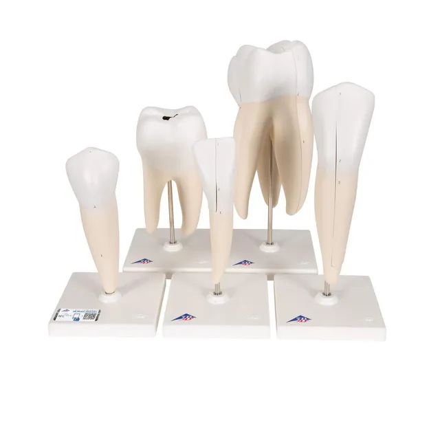 3b-scientific-zahnmodell-serie-set-5-vergr-erte-z-hne-pvc-mit-smart-anatomy-app image 1