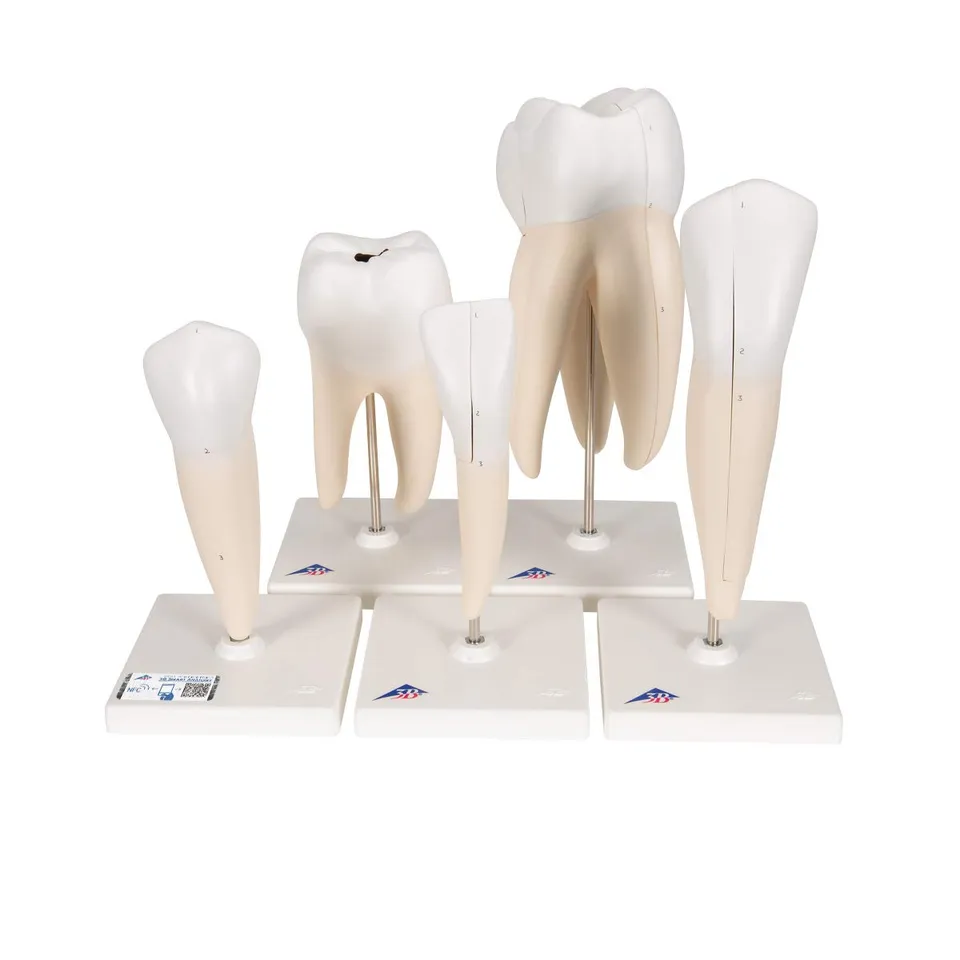 3b-scientific-zahnmodell-serie-set-5-vergr-erte-z-hne-pvc-mit-smart-anatomy-app image 1
