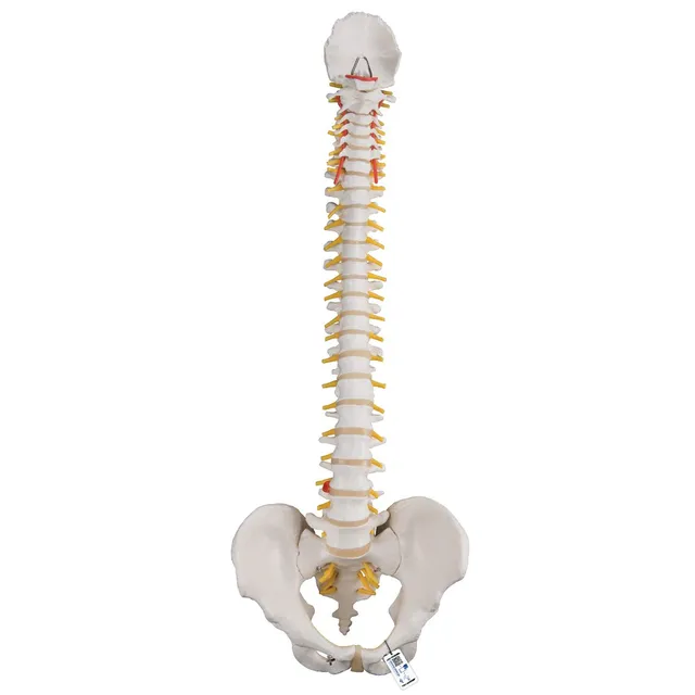 3b-scientific-flexibles-wirbels-ulenmodell-lebensgro-mit-bandscheibenvorfall-bec image 1