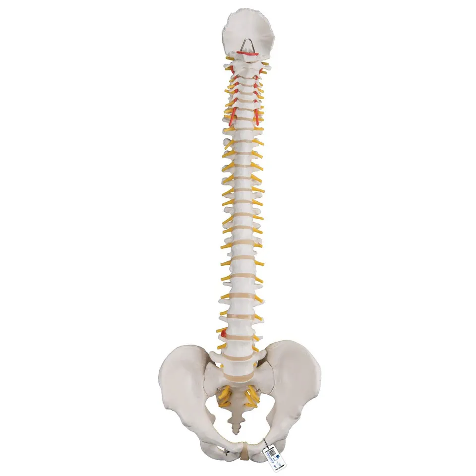 3b-scientific-flexibles-wirbels-ulenmodell-lebensgro-mit-bandscheibenvorfall-bec image 1