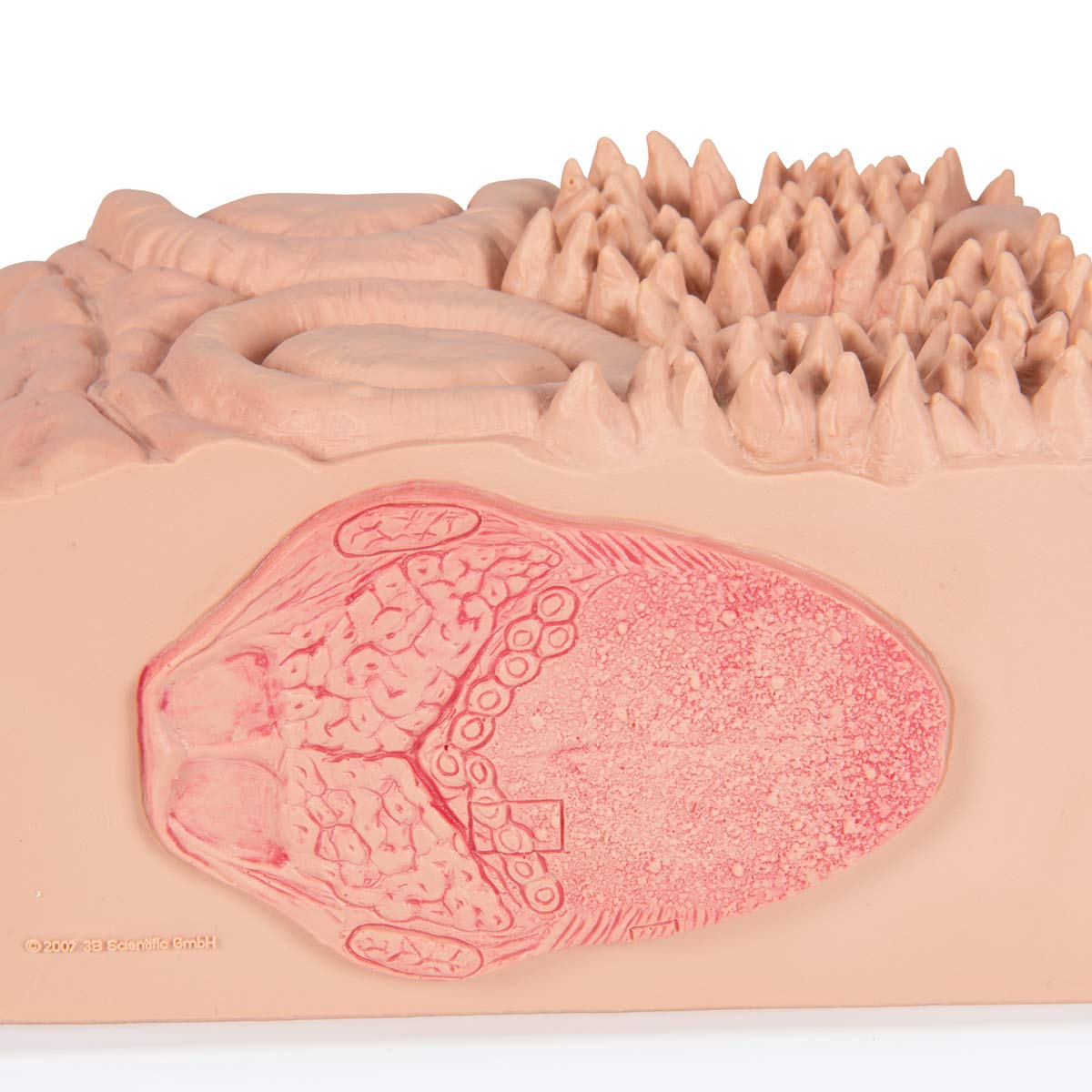 3b-scientific-microanatomy-zunge-modell-mit-3b-smart-anatomy-app image 8