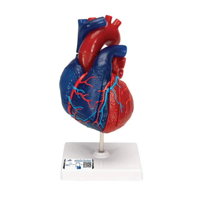 3b-scientific-herzmodell-lebensgro-5-teilig-didaktisch-smart-anatomy-app image 1